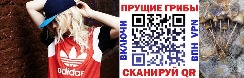 Псилоцибиновые грибы Cubensis  где найти   Бузулук 